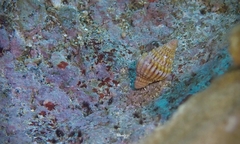 Vexillum aureolatum