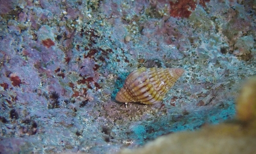Vexillum aureolatum observed 2021-11-28