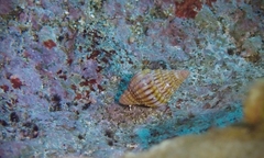 Vexillum aureolatum