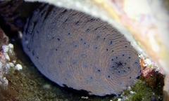 Holothuria difficilis