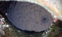 Holothuria difficilis
