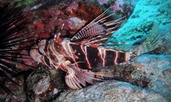 Pterois sphex