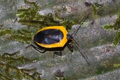 Runibia discoidea