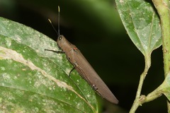 Copiocera