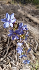 Aristea capitata