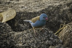 Uraeginthus cyanocephalus