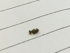 Stephanitis pyrioides