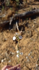 Moraea tricuspidata