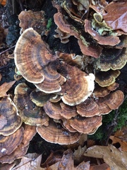 Trametes