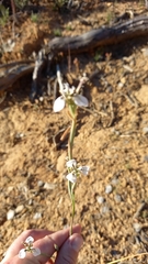 Moraea tricuspidata