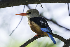 Halcyon leucocephala