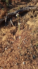 Moraea tricuspidata