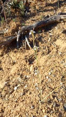 Moraea tricuspidata
