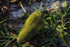 Steraspis colossa
