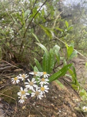 Olearia elliptica