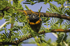 Sternocera hildebrandti