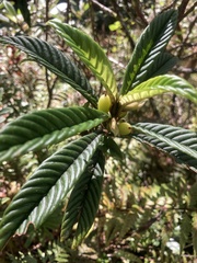 Cyrtandra longifolia