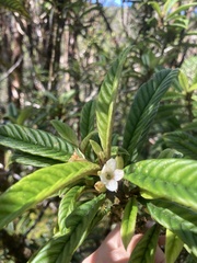 Cyrtandra longifolia