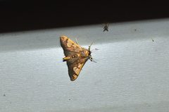 Ulopeza idyalis