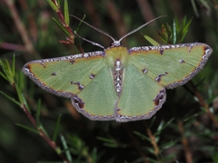 Eucyclodes buprestaria