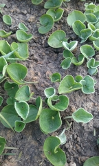 Dichondra donelliana