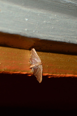 Hypolamprus angulalis