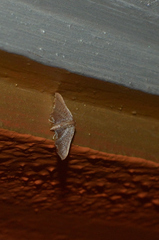Hypolamprus angulalis