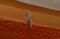 Hypolamprus angulalis