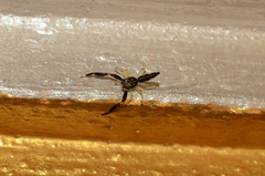 Indopadilla insularis