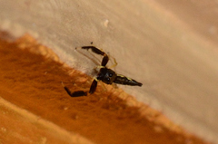 Indopadilla insularis