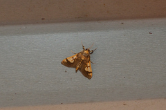 Ulopeza idyalis