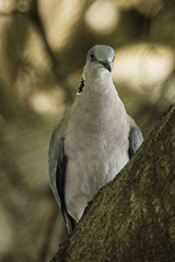 Streptopelia decipiens