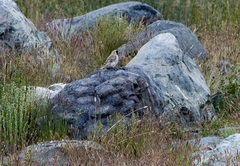 Montifringilla davidiana