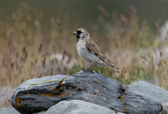 Montifringilla davidiana