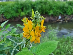 Senna hirsuta