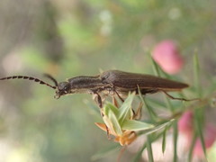 Elatichrosis exarata