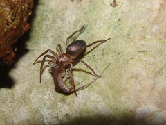 Sagana rutilans
