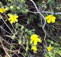 Hibbertia devitata