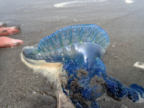 Southern Man-O-War, photo 10 of 10