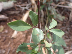 Rhoicissus tridentata