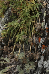 Oxytropis setosa