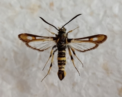 Bembecia uroceriformis