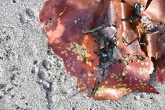 Constantinea subulifera