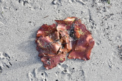 Constantinea subulifera