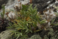Oxytropis setosa