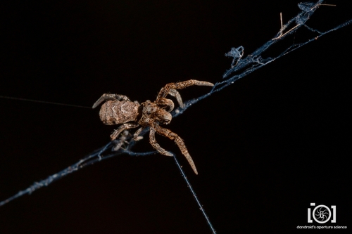 Triangle weaver photo 3
