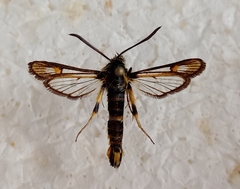 Bembecia uroceriformis