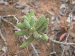 Crassula mesembryanthoides