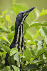 Ixobrychus sturmii