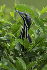 Ixobrychus sturmii